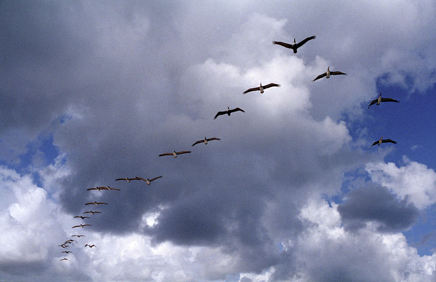 gullsorig