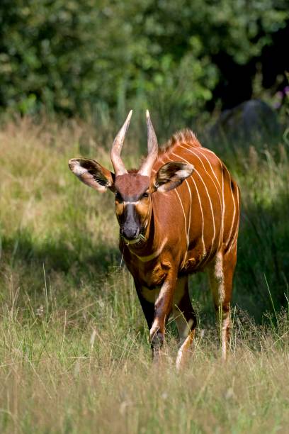 Bongo